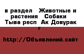  в раздел : Животные и растения » Собаки . Тыва респ.,Ак-Довурак г.